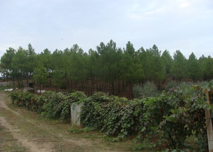 DSC01442
