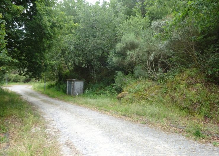 DSC03095-1