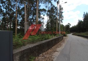 IMG_0347